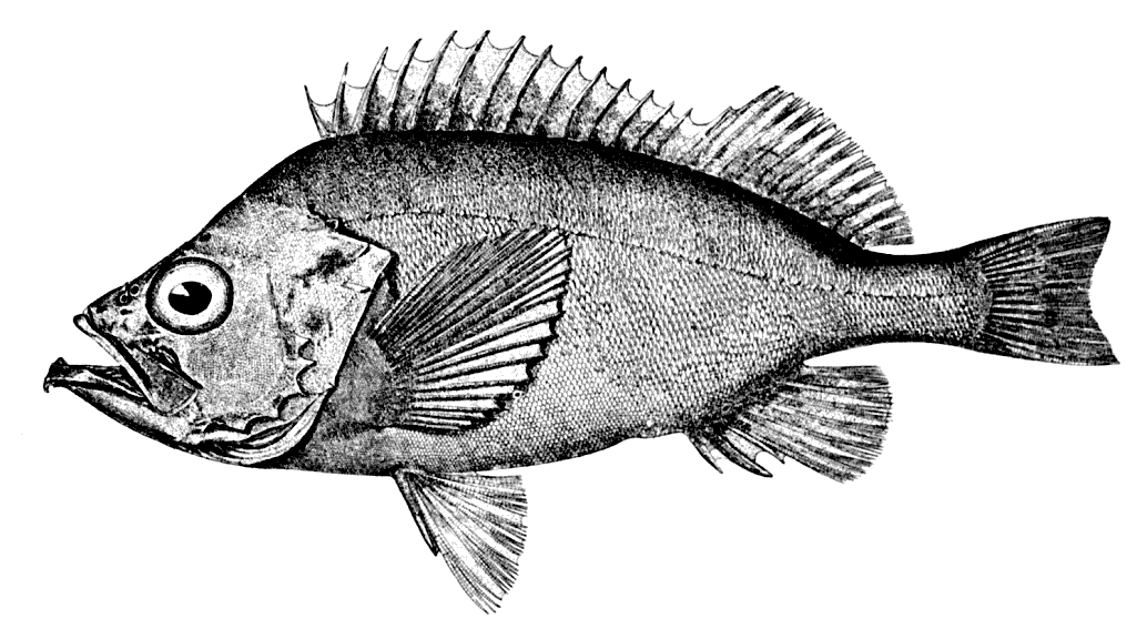 Acadian redfish  Sebastes fasciatus  BW