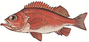 Acadian redfish clipart