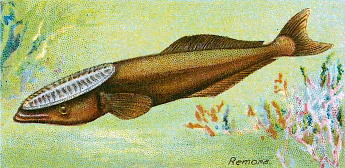 Common remora  Remora remora