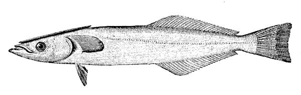 Spearfish remora  Remora brachyptera