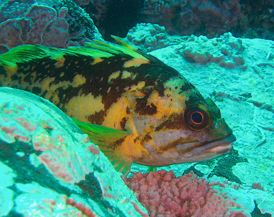Black yellow rockfish  Sebastes chrysomelas