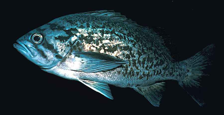 Blue rockfish  Sebastes mystinus