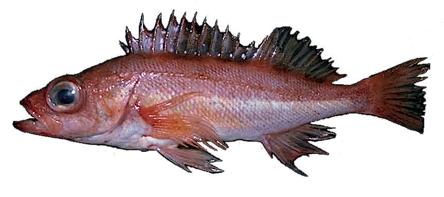Pygmy Rockfish  Sebastes wilsoni