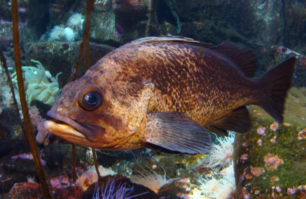 Quillback Rockfish  Sebastes maliger