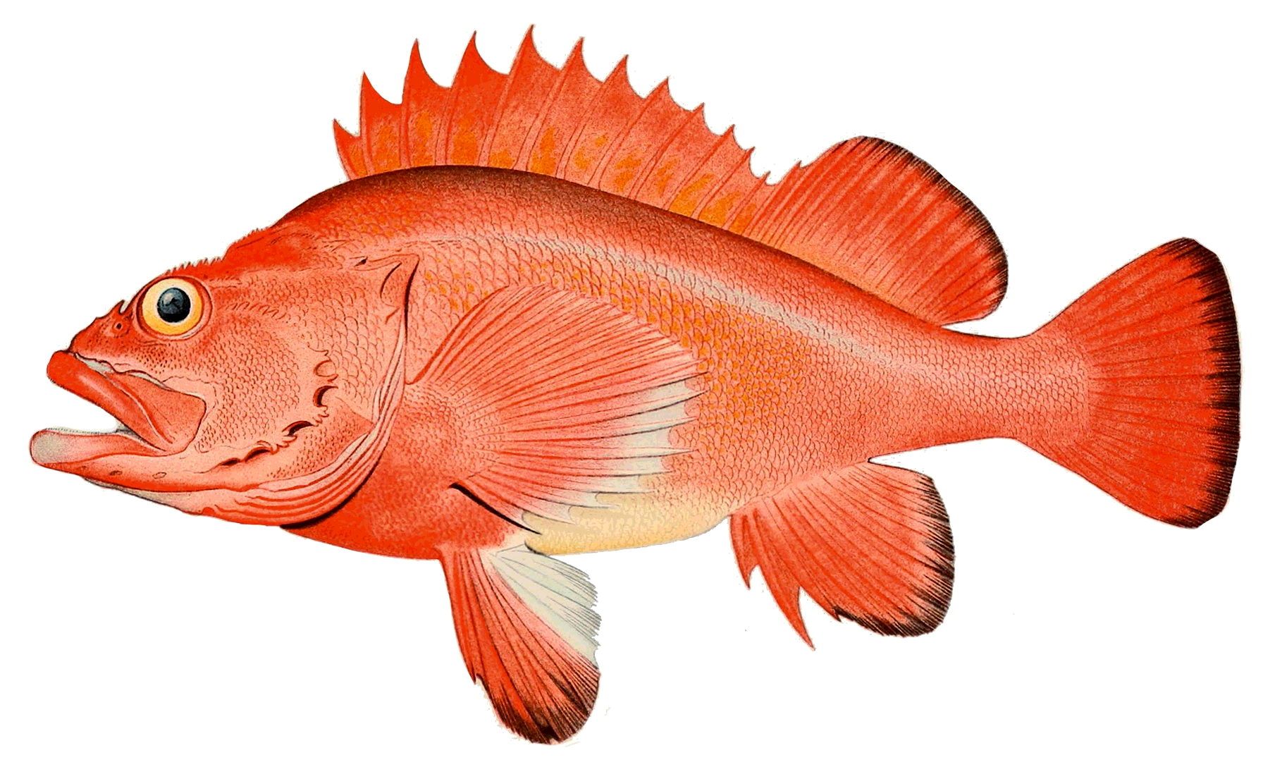 Rougheye rockfish  Sebastes aleutianus