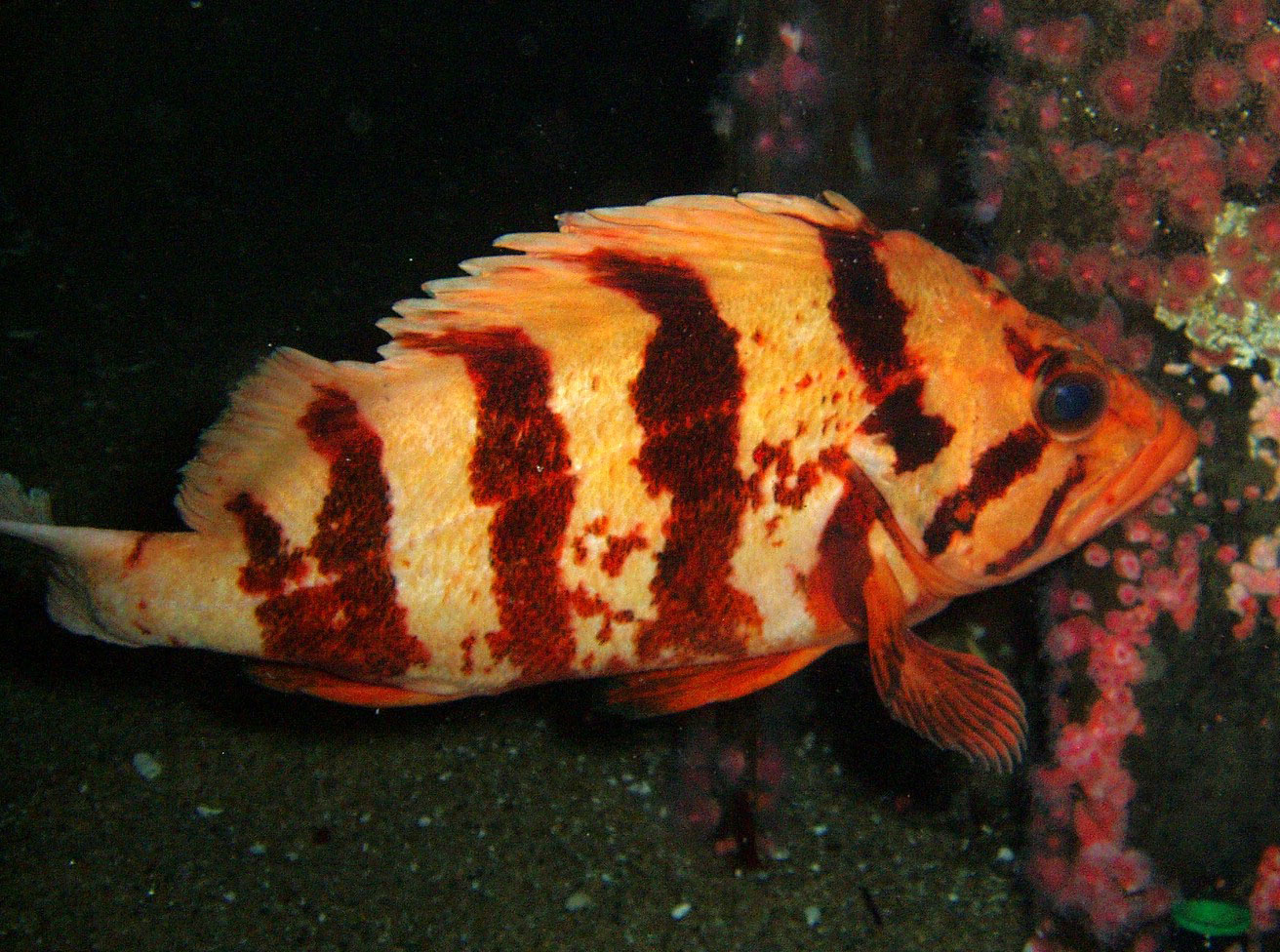 Tiger Rockfish  Sebastes nigrocinctus