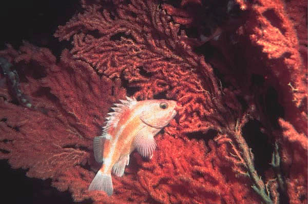 Yelloweye rockfish  Sebastes ruberrimus