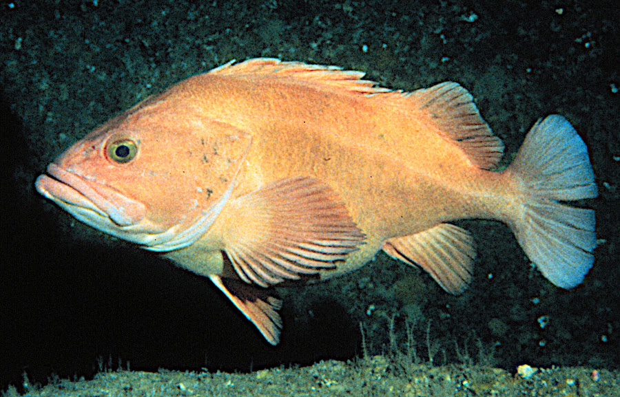 Yelloweye rockfish  Sebastes ruberrimus  photo