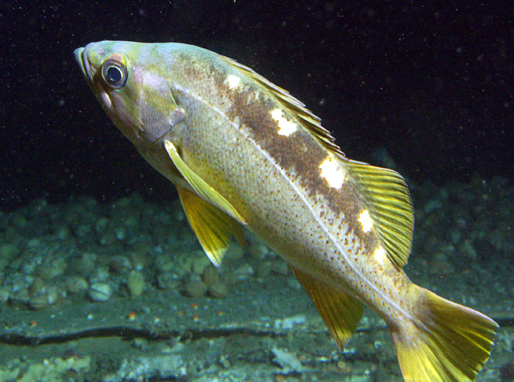 Yellowtail rockfish  Sebastes flavidus