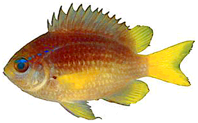 yellowtail reeffish  Chromis enchrysura