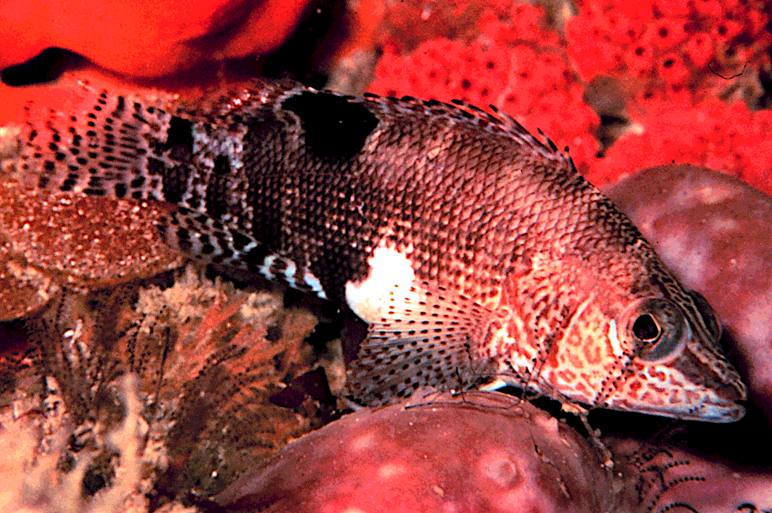 Belted sandfish  Serranus subligarius