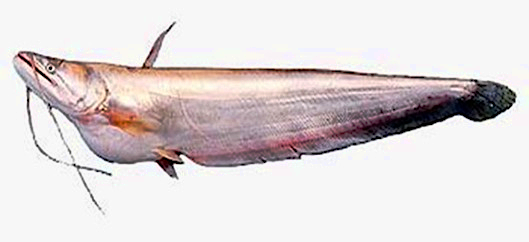 Great White sheatfish  Wallago attu