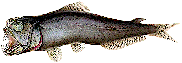 Sabertooth fish  Coccorella atrata