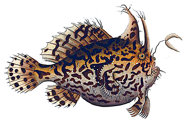 Sargassumfish  Histrio histrio 2