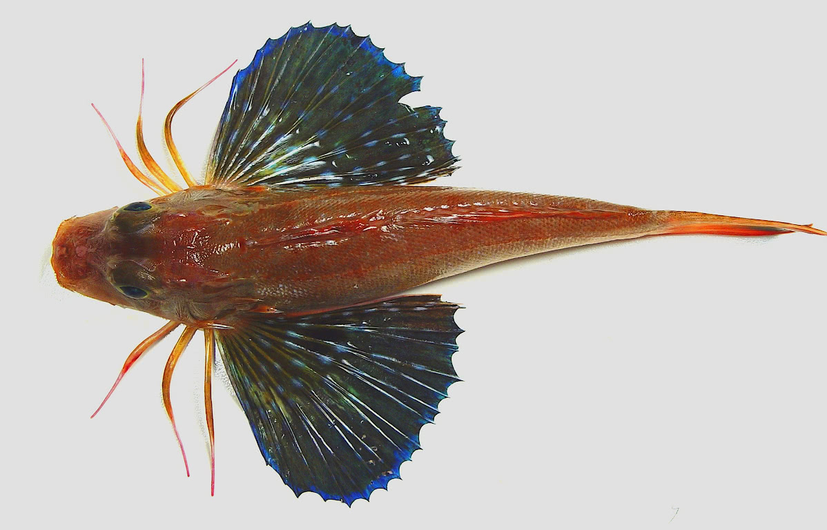 Bigeye searobin  Prionotus longispinosus
