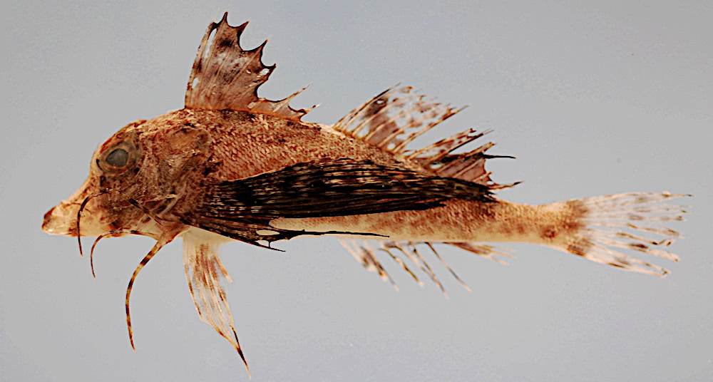 Bignead searobin  Prionotus tribulus