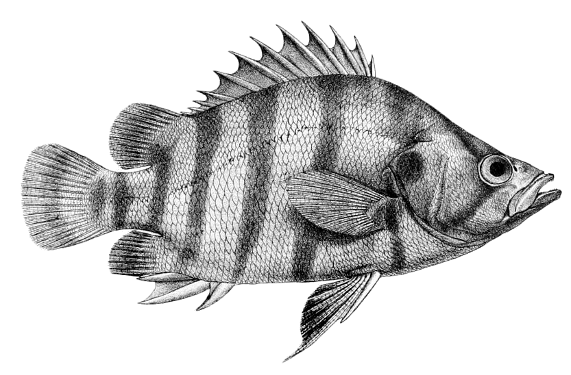 Silver Tiger Fish  Datnioides polota