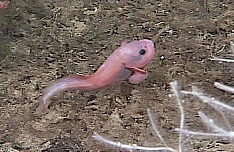 Abyssal snailfish  Careproctus ovigerum  juvenile