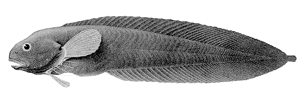 Black Seasnail  Paraliparis bathybius