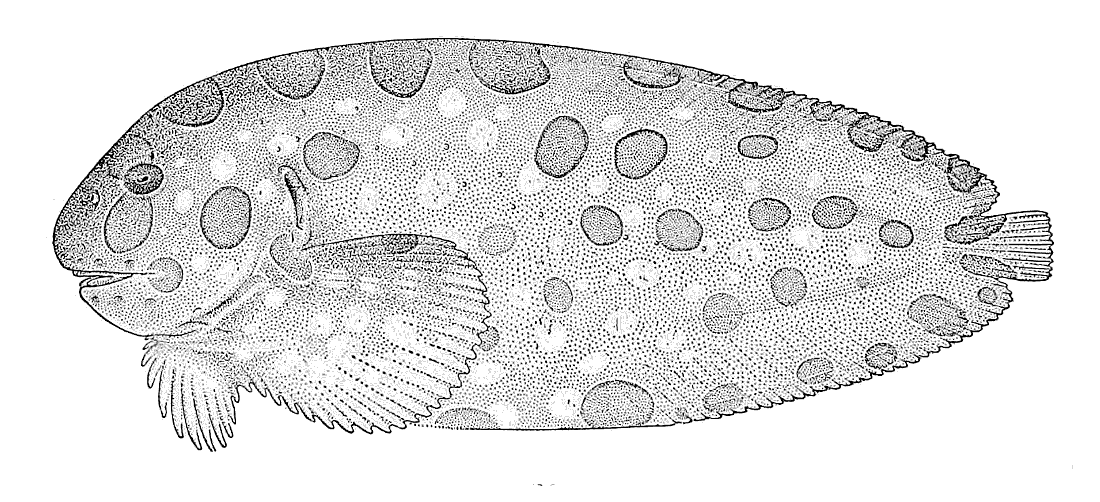 Blotched Snailfish  Crystallichthys cyclospilus