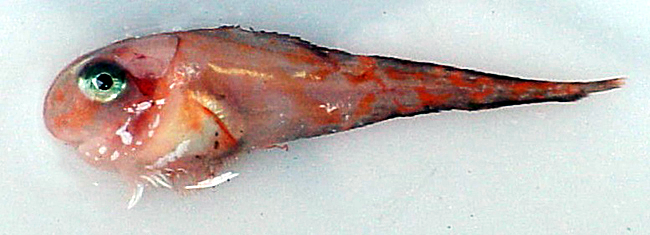 Comic snailfish  Careproctus comus