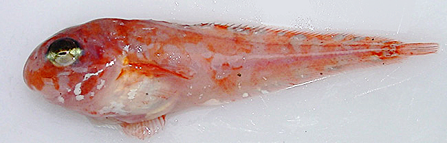 Mischievous snailfish  Careproctus faunus