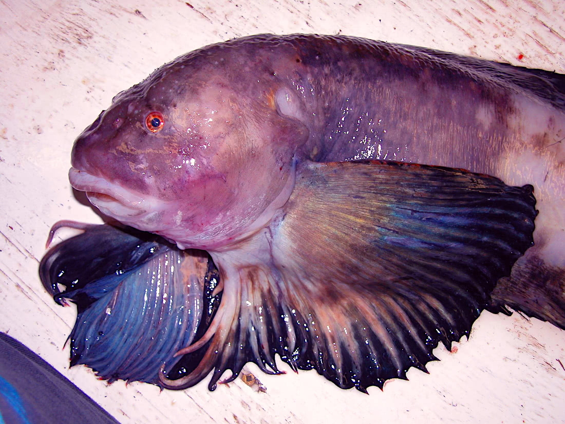 Purity snailfish  Liparis catharus