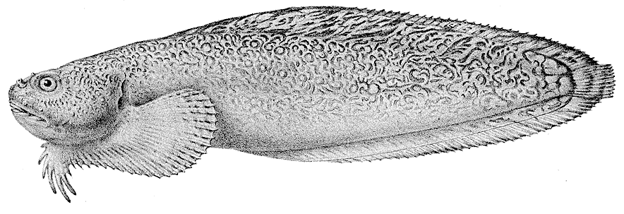 Showy Snailfish  Liparis pulchellus