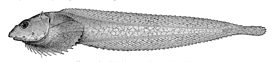 Spiny Snailfish  Acantholiparis opercularis