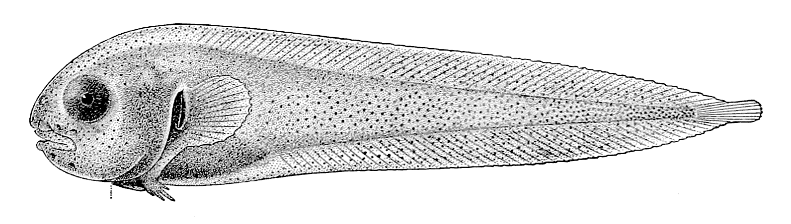 Tadpole Snailfish  Nectoliparis pelagicus