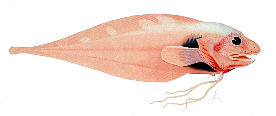 Threadfin Seasnail  Rhodichthys regina
