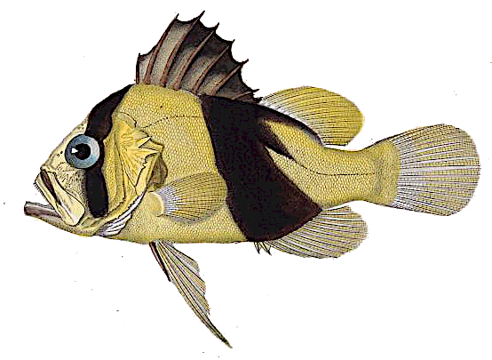 Barred soapfish  Diploprion bifasciatum