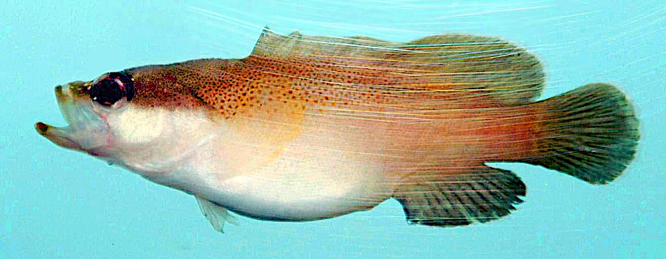 Freckled soapfish  Rypticus bistrispinus