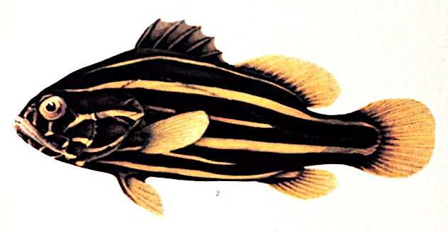 Goldenstriped soapfish  Grammistes sexlineatus