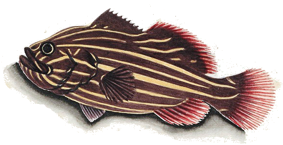 Goldenstriped soapfish clipart