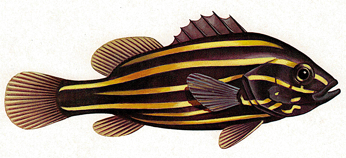 Goldenstriped soapfish vintage