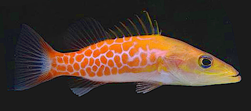 Orangespotted soapfish  Belonoperca pylei