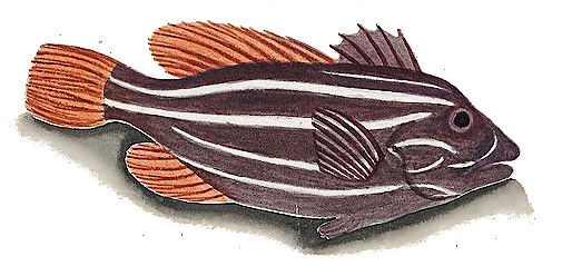 Six-striped soapfish