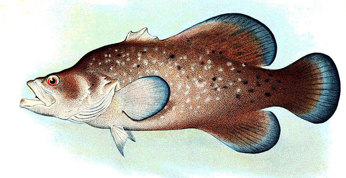 Speckled soapfish illustration