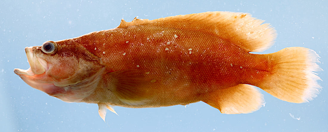 Whitespotted soapfish 2