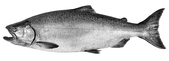 Atlantic Salmon  immature female