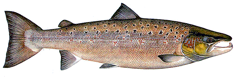 Atlantic Salmon  mature male