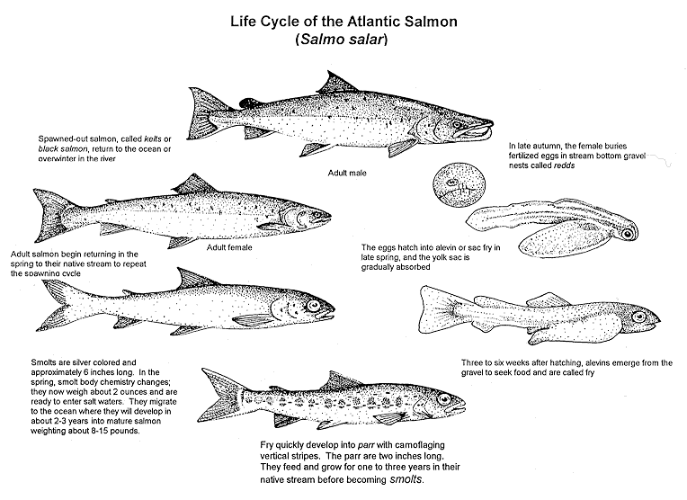 Atlantic Salmon life cycle 2