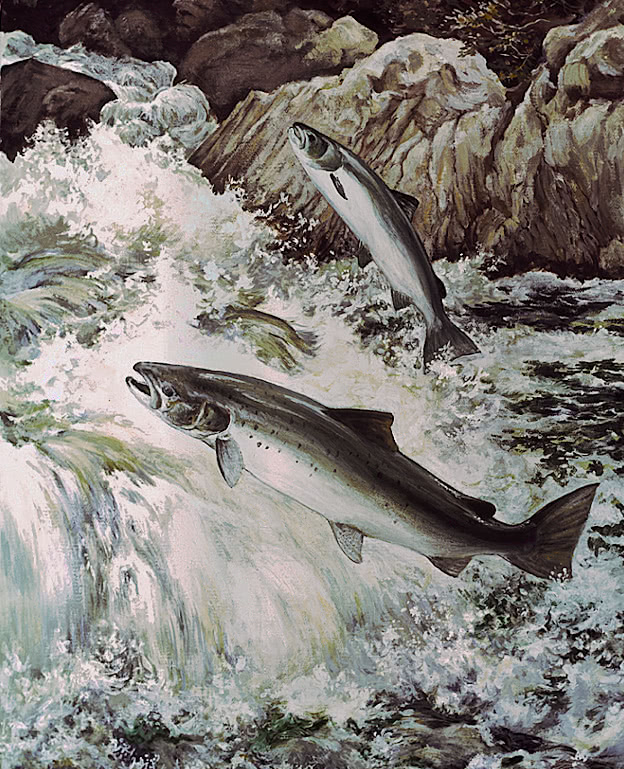 Atlantic Salmon swimming upstream