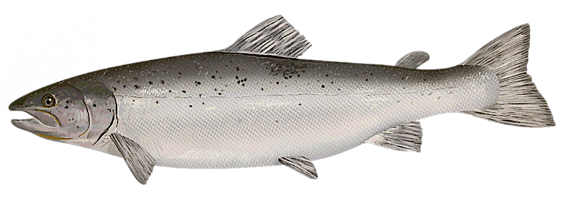 Atlantic salmon  Salmo salar clip