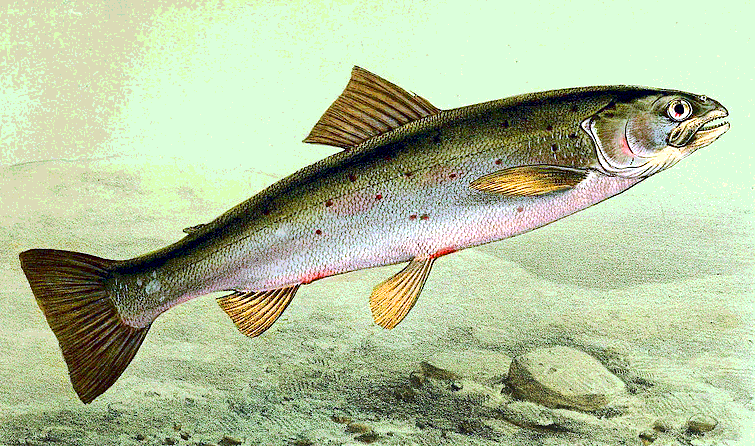 Atlantic salmon clip