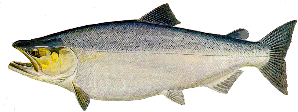 Chinook Salmon clipart