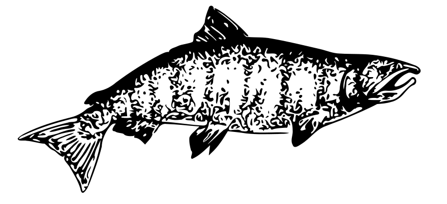 Chinook Salmon outline