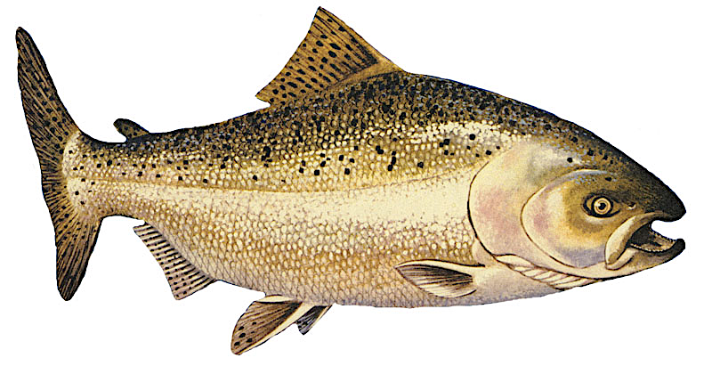 Chinook salmon 2