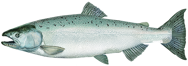 Chinook salmon  Oncorhynchus tshawytscha